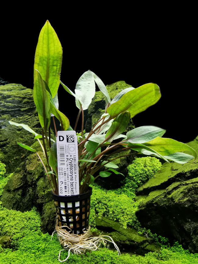 CRYPTOCORYNA BECKETTII KOSZYK ROŚLINA DO AKWARIUM